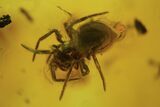 Two Fossil Spiders (Aranea) In Baltic Amber #105466-2
